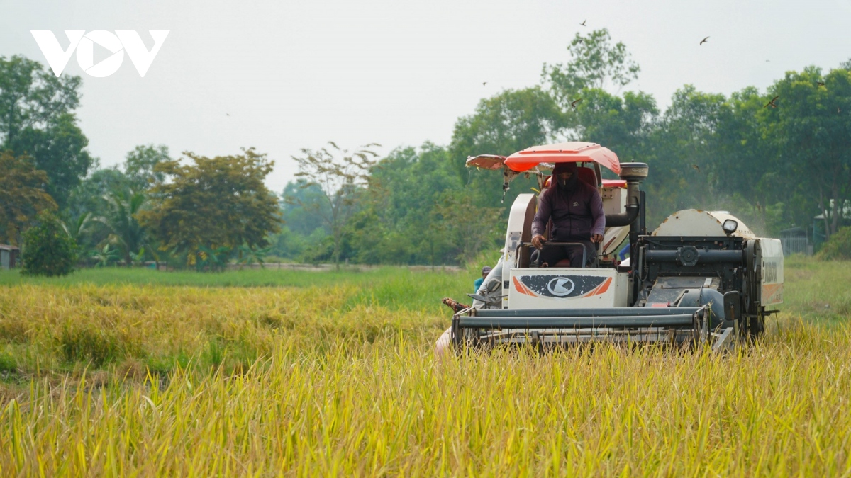 Những lô ST25 hữu cơ đầu tiên của huyện ngoại thành Bình Chánh,TP.HCM